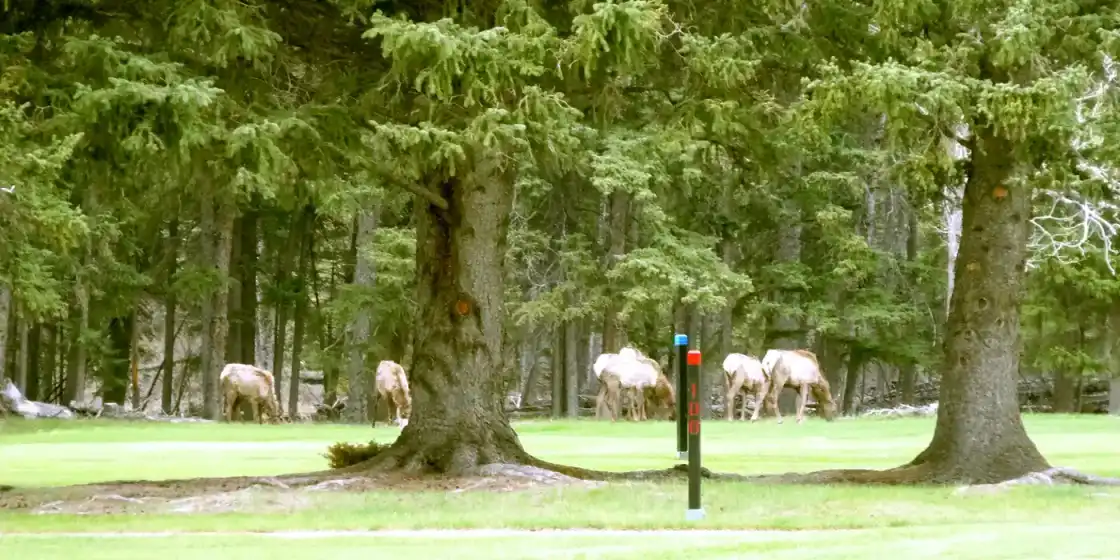 Canada - Alberta, Banff Golf Course — Fairmont Banff Springs Golf Course