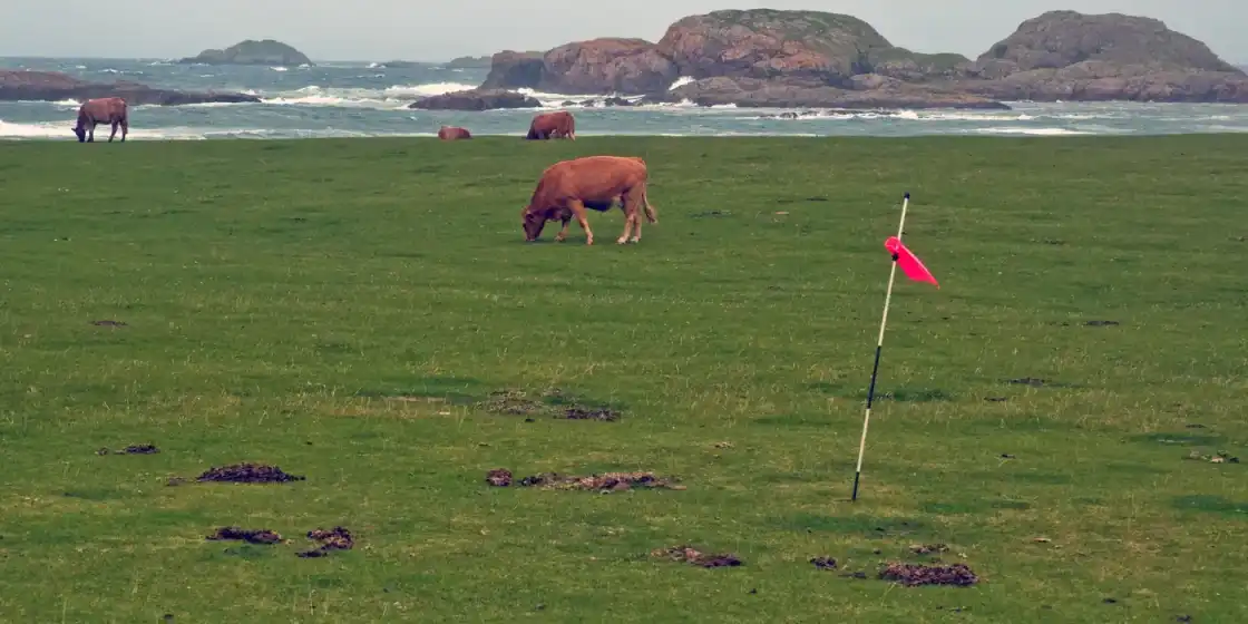 Representative links golf landscape - no verified photograph of Cypress Point Club is available
